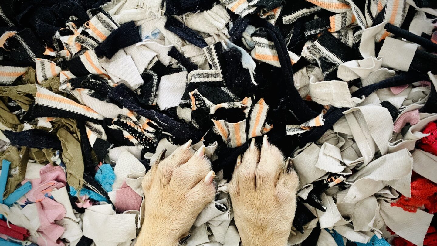 El nuevo integrante llegó