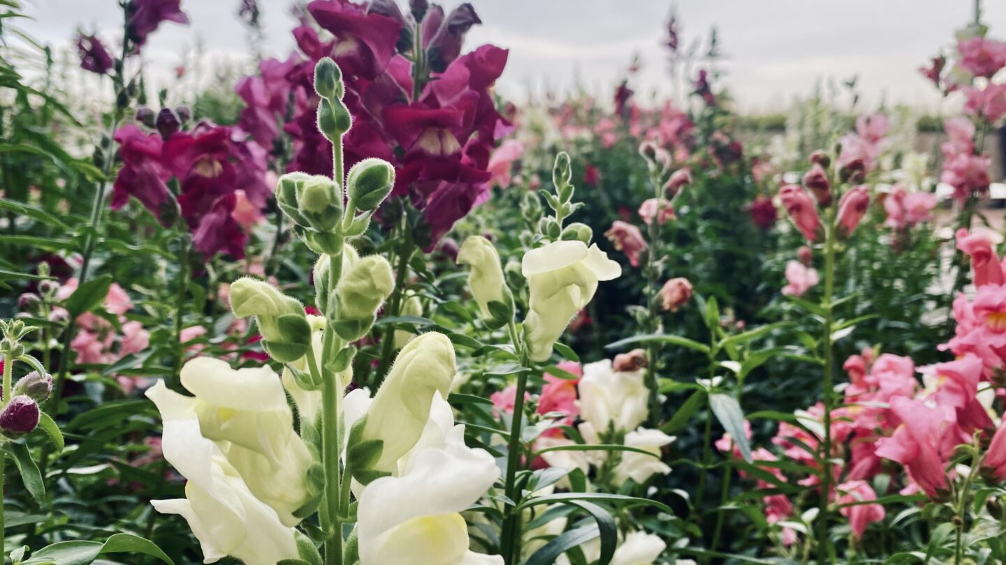De días turbulentos
