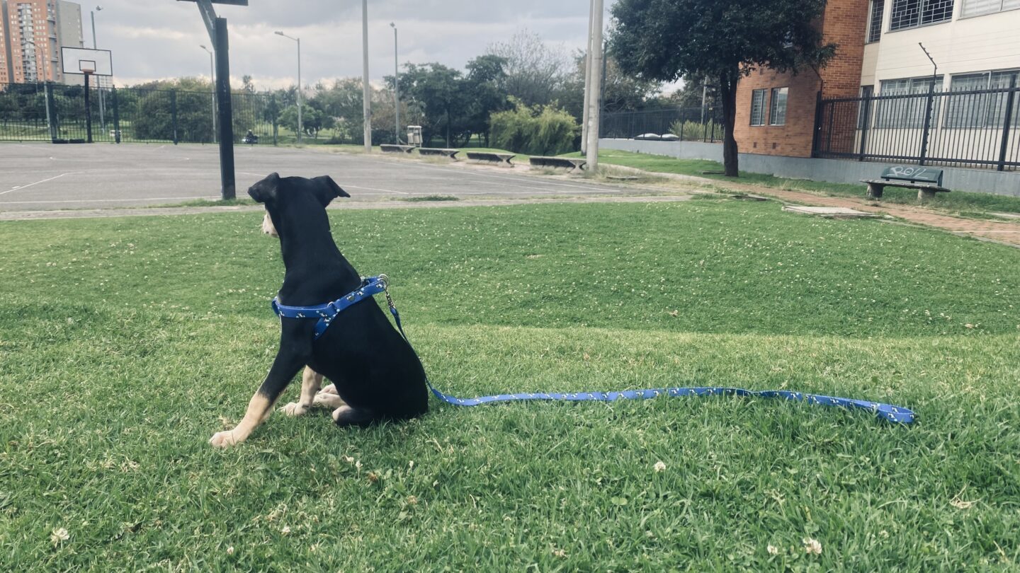 El primer paseo